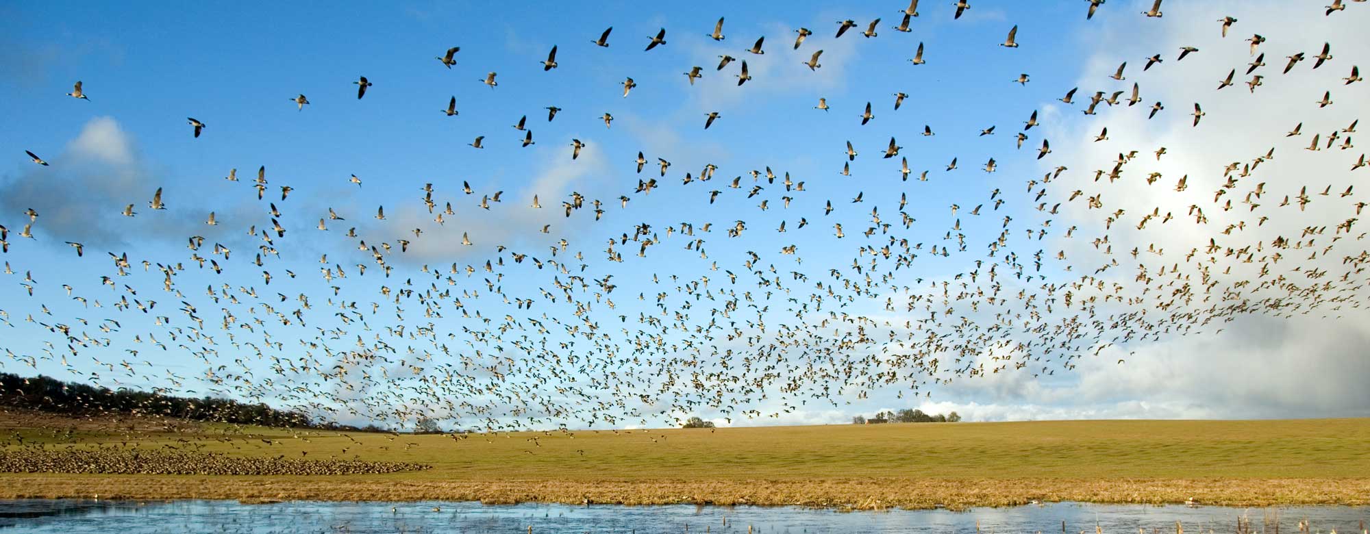 Canada Geese ©George Gentry, U.S. Fish and Wildlife Service