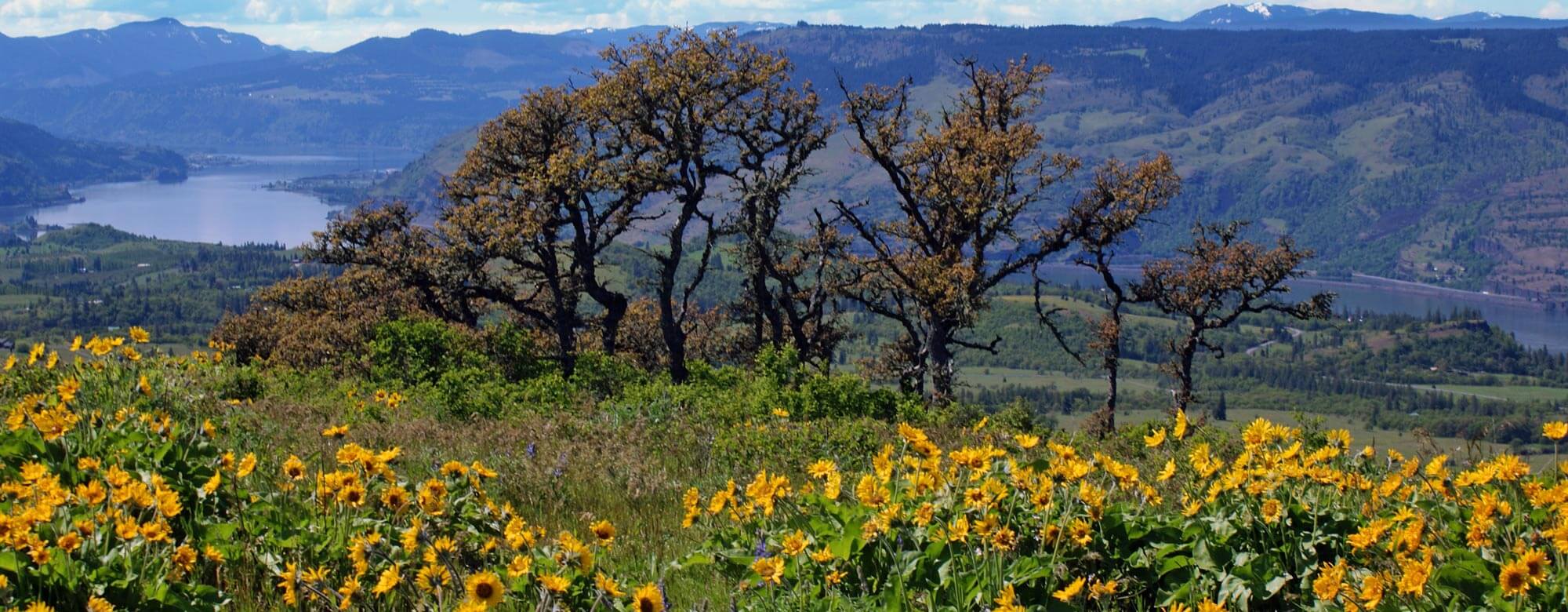 Oaks Columbia River Gorge Patrick M © Creative Commons