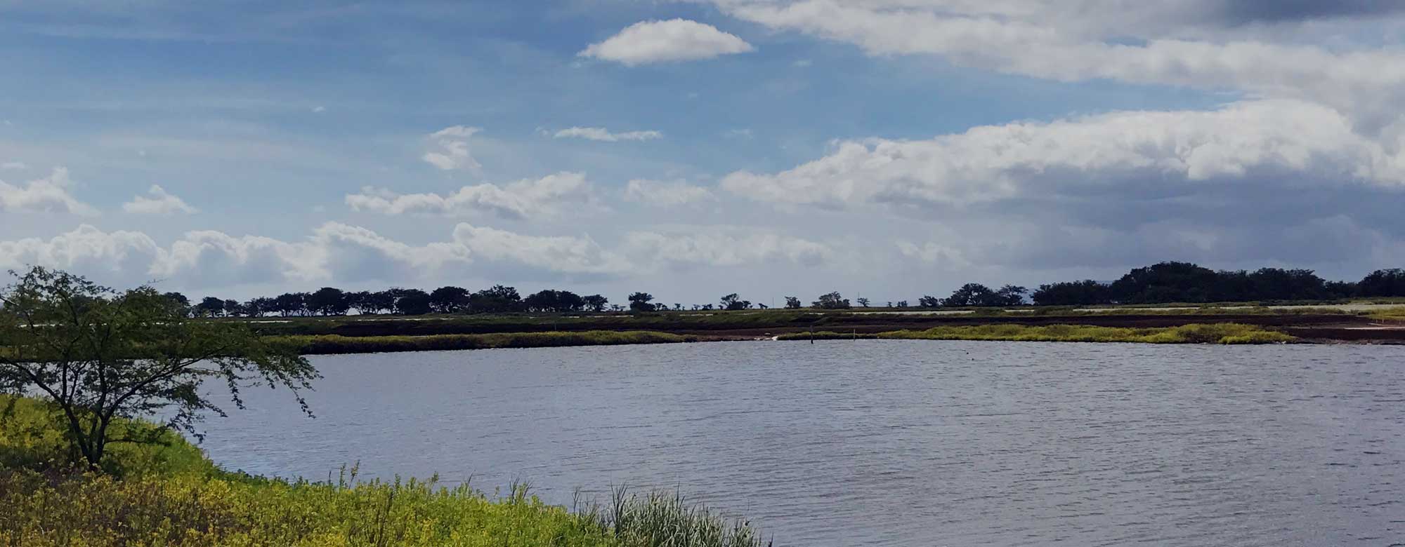 Hawaii Wetlands