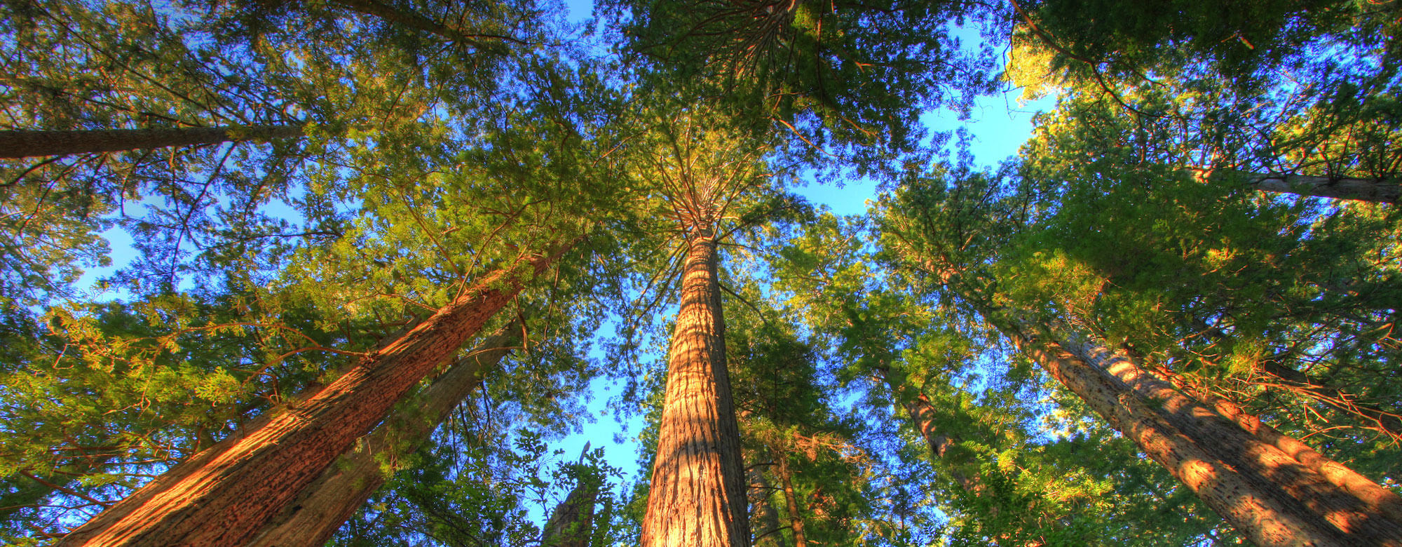 Marbled Murrelet Habitat, Headwaters Forest Reserve, CA<br>Bureau of Land Managment